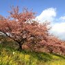 南の河津桜1