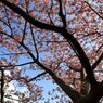 南の河津桜2
