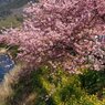 河津桜5