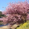 河津桜6