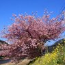 河津桜7