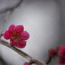 紅梅・・・