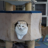 マンチカン