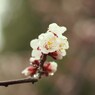 春の雫ⅩⅤ
