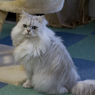 見返り美猫