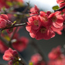 春花　１