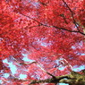 燃樹