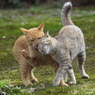 通りすがり猫66
