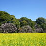 菜の花畑