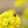 花粉だんご