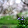 梅花洩れ陽に咲く