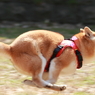 一陣の風