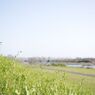 桂川の春先
