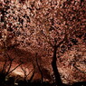 桜の天井
