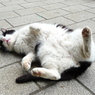 通りすがり猫75