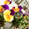 violaⅡ