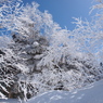 西穂の樹氷・・
