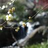 庭園に春の兆し