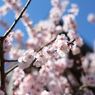 一足先に桜色