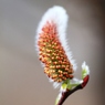  ネコヤナギの花