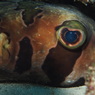 ヒトヅラハリセンボン