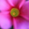 花心