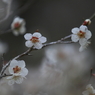 梅　- 余情 -