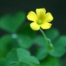 花ゐろ　皐月　参