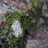 箕面の滝③