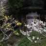 梅　- 白梅と春小金花 -