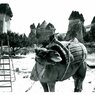 Camel