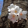 幹に咲く桜