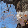 幹に咲く桜