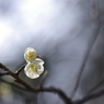 花言葉は、澄んだ心