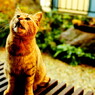 縁側のお客様