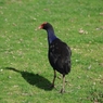 PUKEKO１