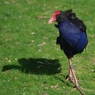 PUKEKO２