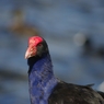 PUKEKO３