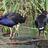 PUKEKO+PUKEKO