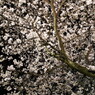 夜桜闇を照らす