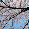 満開の桜