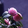 IMGP8250