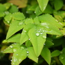 雨露を受けて