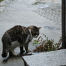 尾道猫