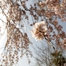 枝垂れ桜in波佐見　ギャラリー用。。１
