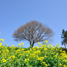 桜（馬場の一本桜）D700で撮影