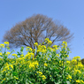 菜の花と蜜蜂(D700で撮影)