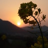 菜の花と夕陽