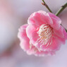 梅重ね
