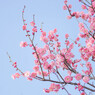 青空にピンクの梅の花